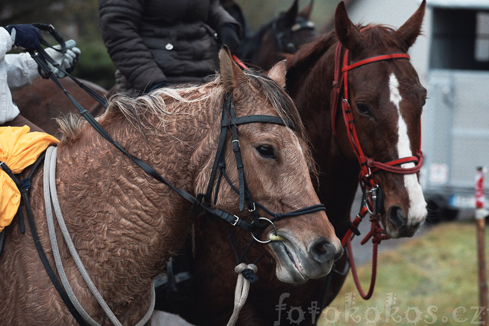 Hubertova jzda - Horn ermn 2014