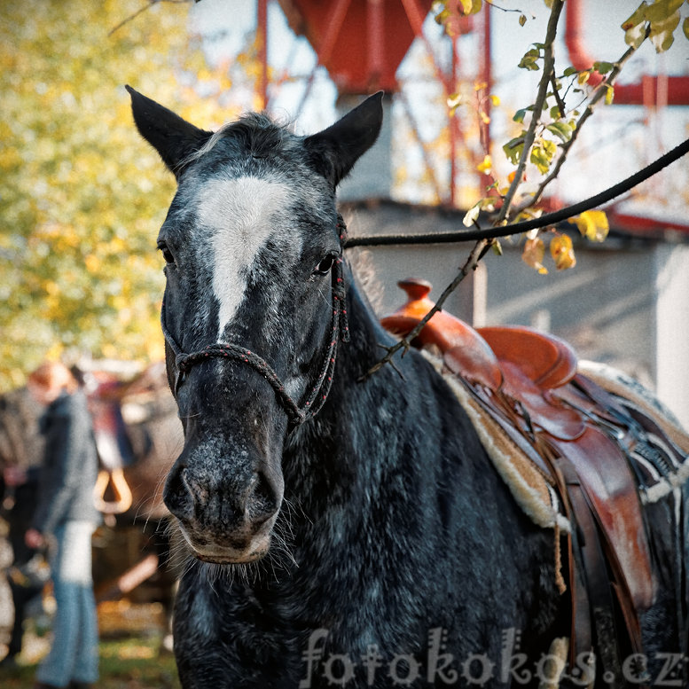 Hubertova jzda, Horn ermn 2015