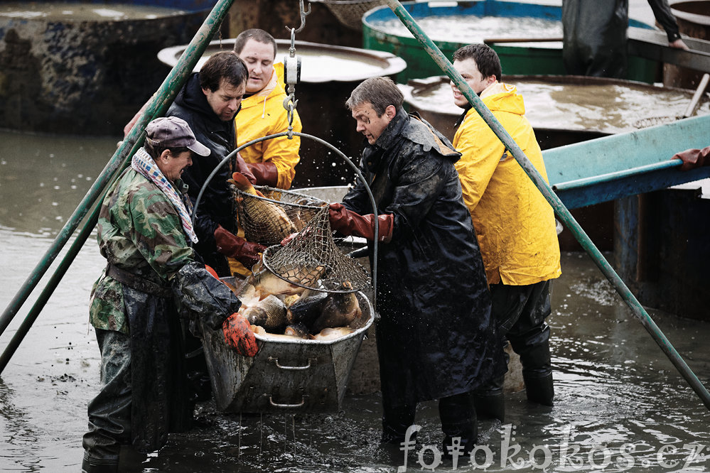 Vlov rybnka, Doln ermn 2014