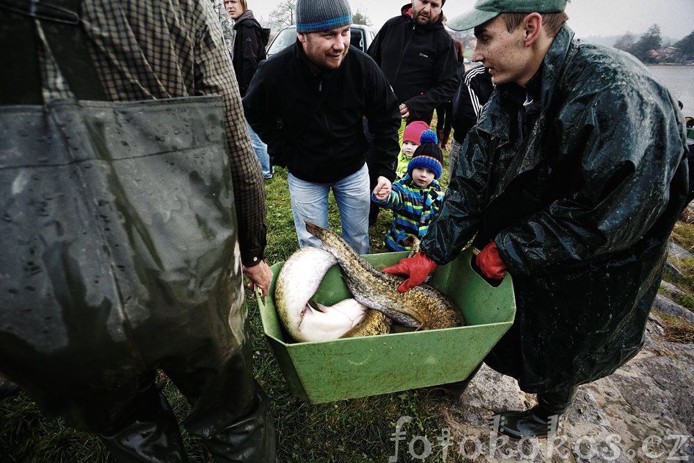 Vlov rybnka, Doln ermn 2014