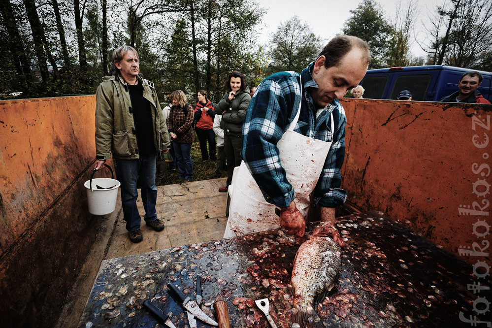 Vlov rybnka, Doln ermn 2014