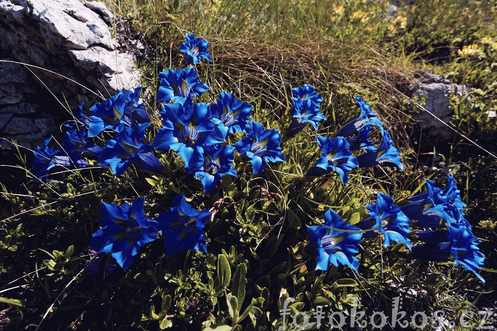 Bosna and Herzegovina - Bjelanica Mountains 2014