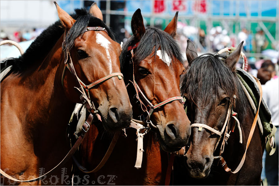 Naadam