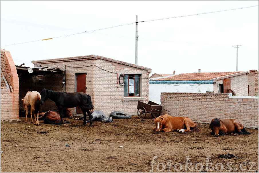 Naadam