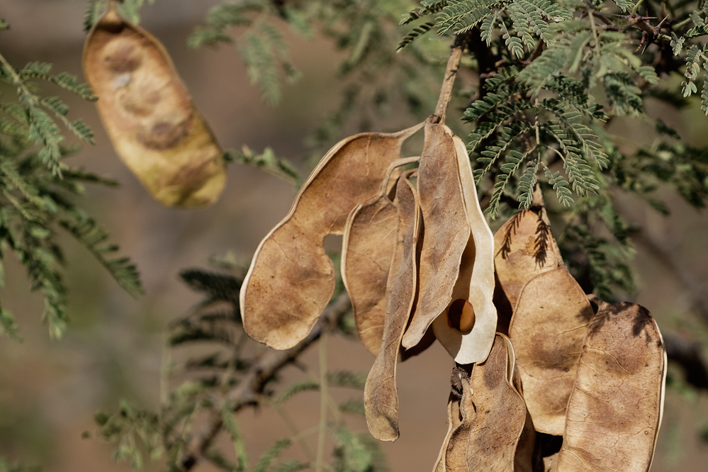 Dinodhar, Gujarat, India