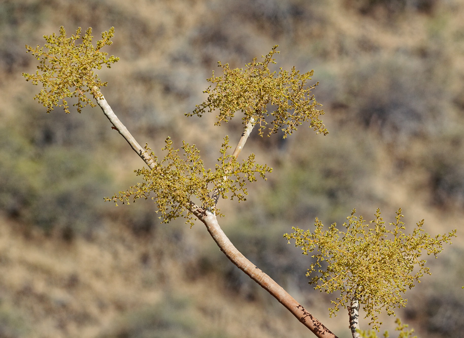 Dinodhar, Gujarat, India