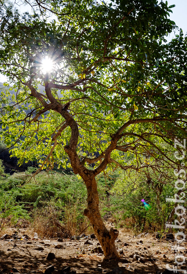 Dinodhar, Gujarat, India