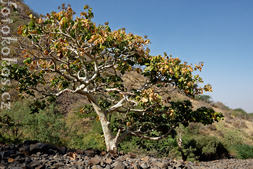 Dinodhar, Gujarat, India