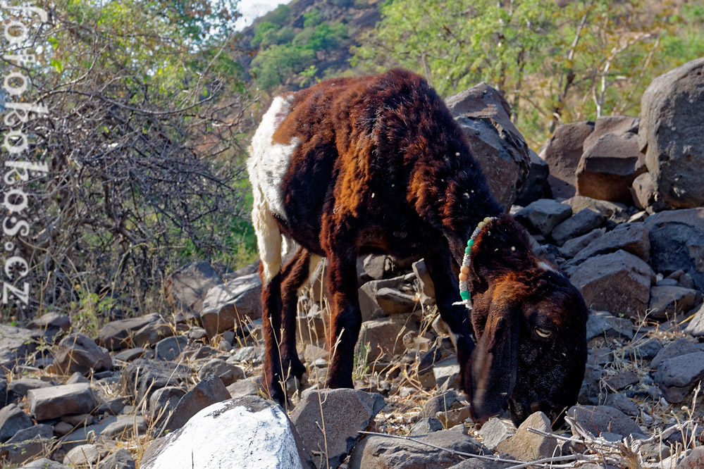 Dinodhar, Gujarat, India