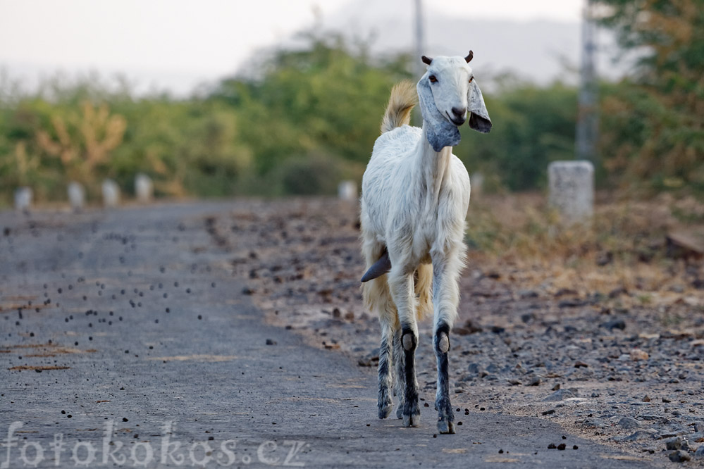 Dinodhar, Gujarat, India