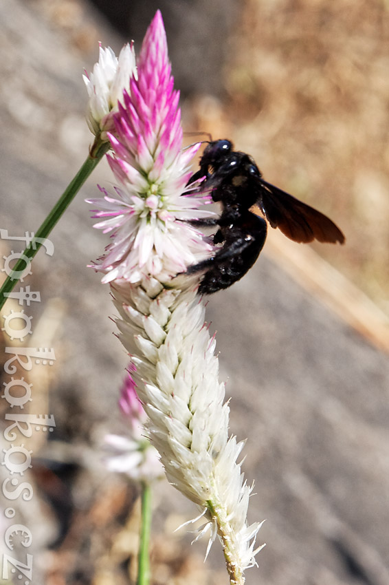 Girnar - Gujarat - India - Black Bee