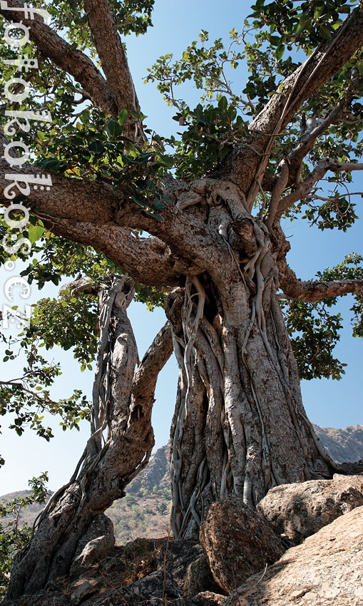 Pushkar