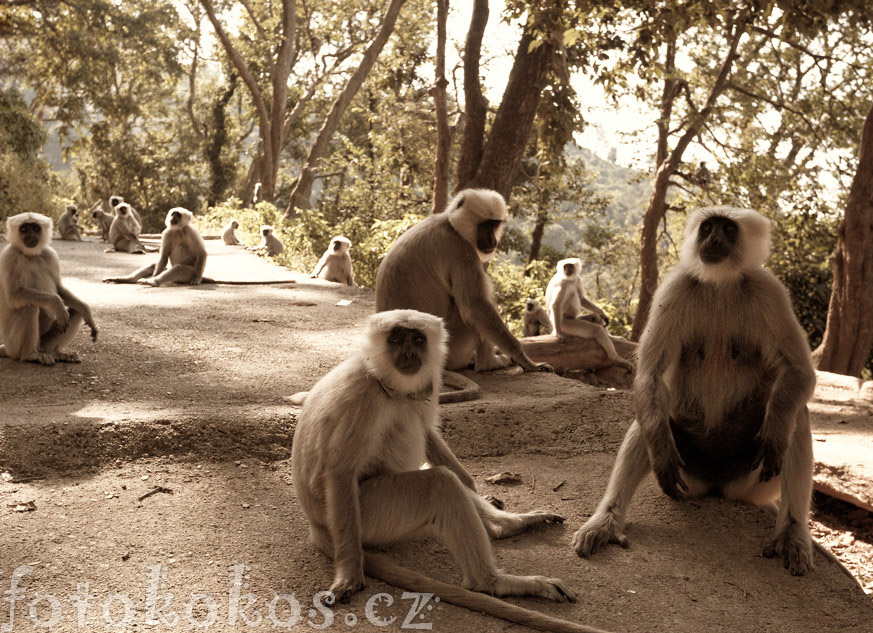 Rishikesh photo