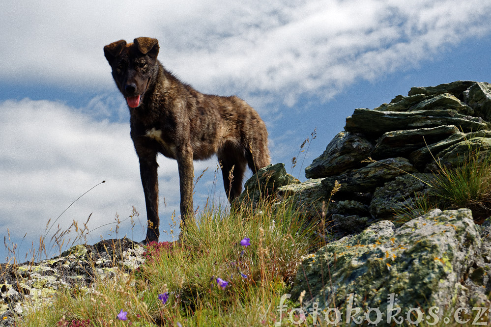 ar Planina 2014