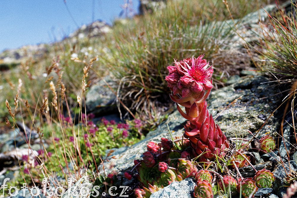 ar Planina 2014