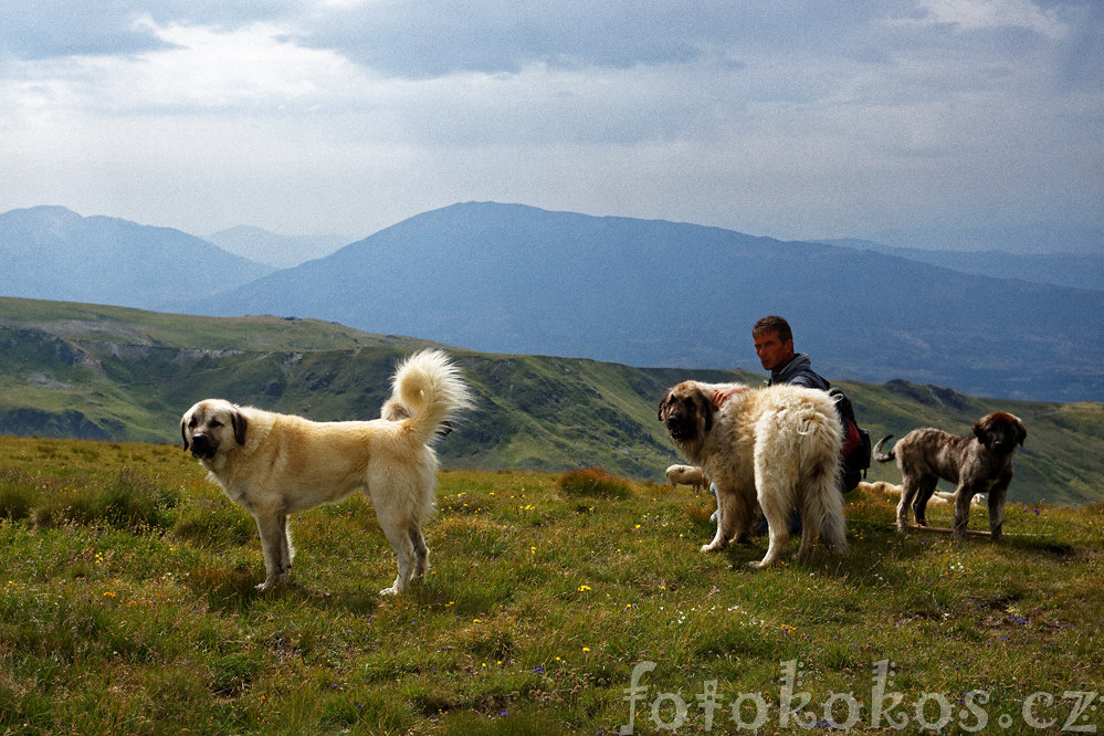 ar Planina 2014